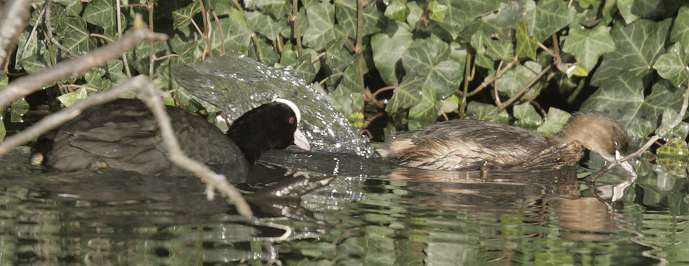 Eurasian Coot chasing Little Grebe, 12/28/09, Clissold Park, London, UK