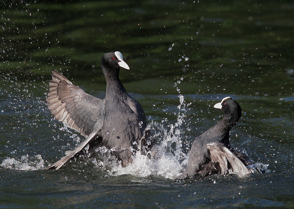 Eurasian Coots, male, fighting, 5/14/11, Regent's Park, London