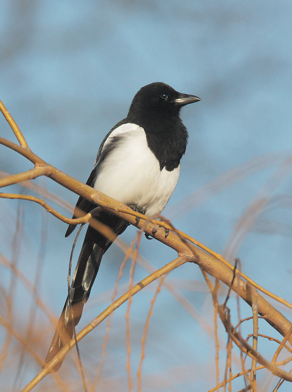 Eurasian Magpie, 12/19/09, Clissold Park, London, UK