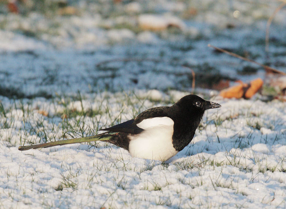 Eurasian Magpie, 12/19/09, Clissold Park, London, UK