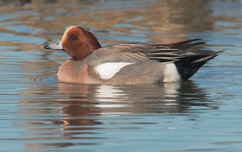 Eurasian Wigeon, male, 2/1/09, Radio Road, Redwood Shores, San Mateo Co