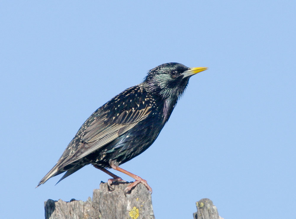 European Starling, 2/28/08, Arastradero Preserve