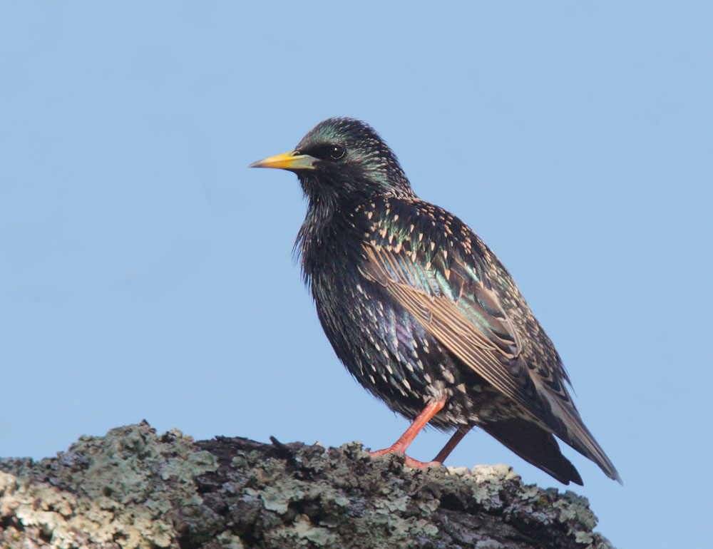 European Starling, 2/19/09, Rancho San Antonio, Los Altos