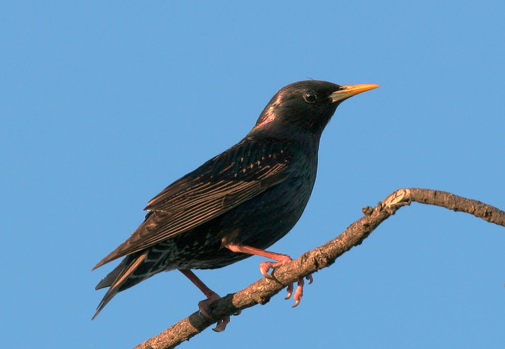 European Starling, breeding plumage, 4/1/05, Shoreline Park, Mountain View
