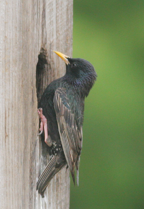 European Starling, adult at nest, 6/5/06, Hammonasset State Beach, Connecticut