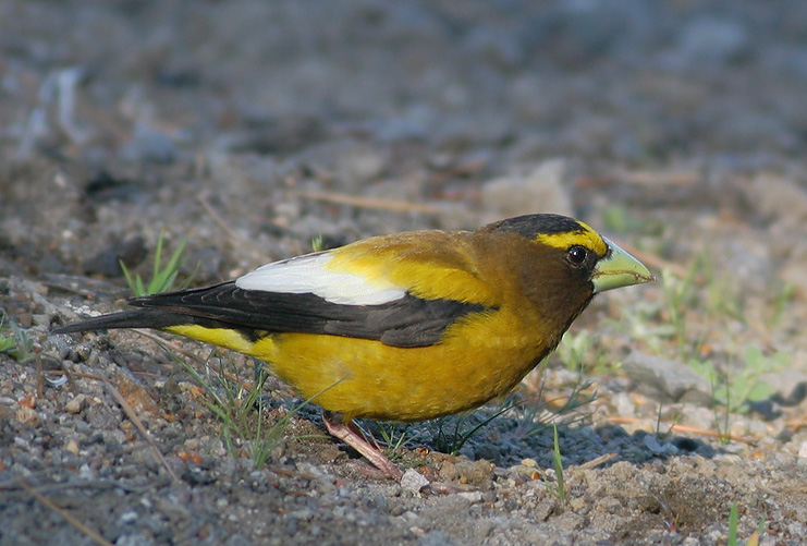 Evening Grosbeak, male, 6/23/06, Yuba Pass Summit, Sierra Co