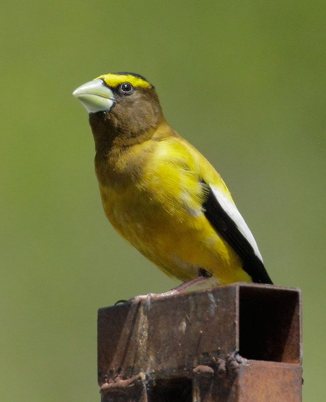 Evening Grosbeak, male, 6/8/08, Bassett's, Sierra Co