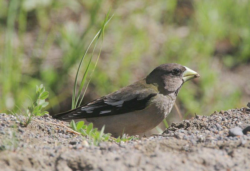 Evening Grosbeak, female, 6/23/06, Yuba Pass Summit, Sierra Co