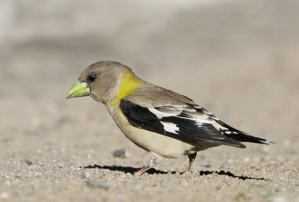 Evening Grosbeak, female, 7/1/07, Yuba Pass summit, Sierra Co