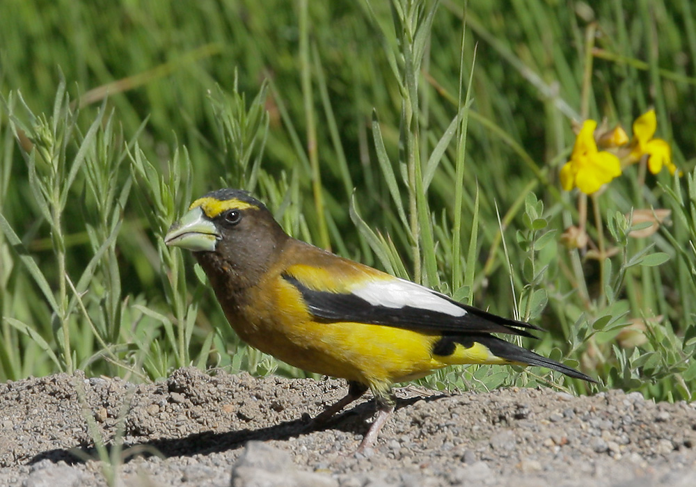 Evening Grosbeak, male, 7/1/07, Yuba Pass summit, Sierra Co