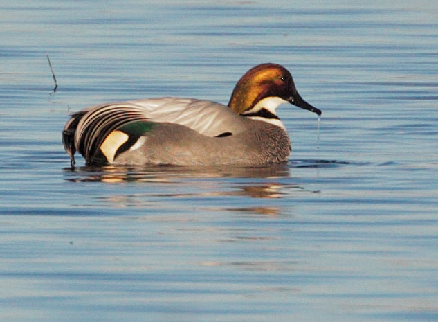 Falcated Duck