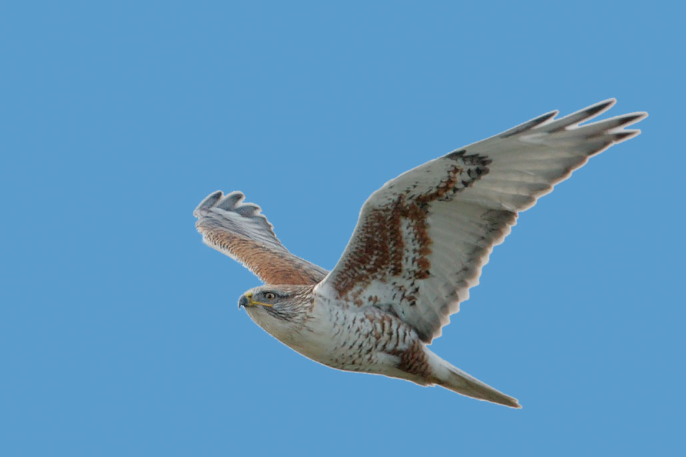 Ferruginous Hawk