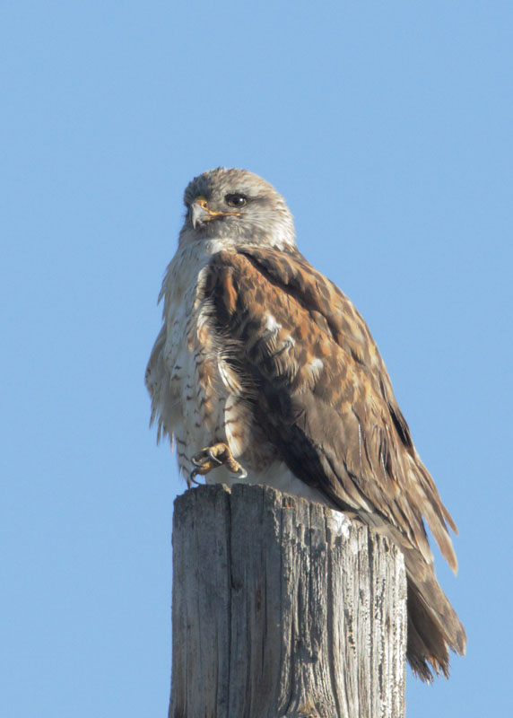 Ferruginous Hawk