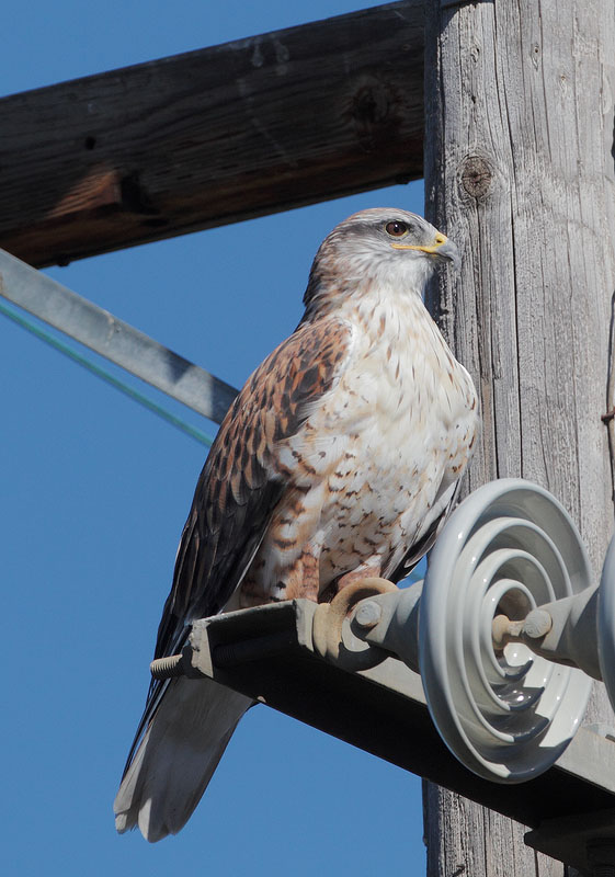 Ferruginous Hawk
