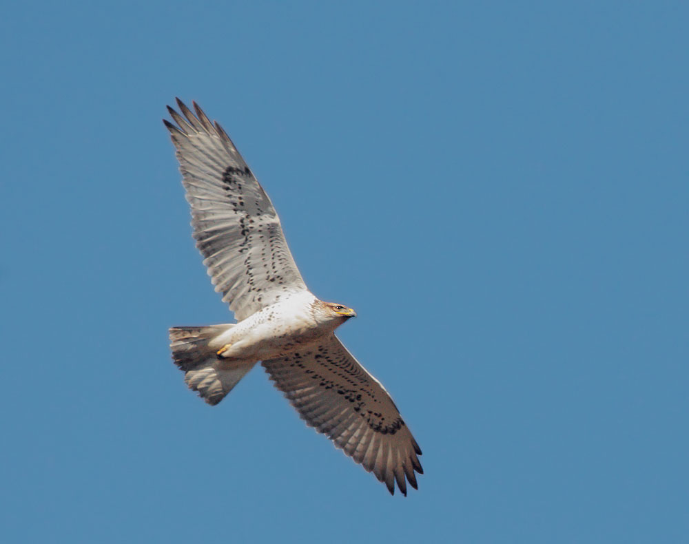 Ferruginous Hawk