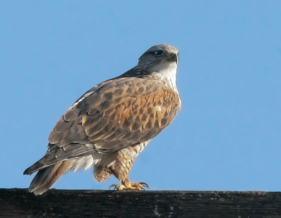 Ferruginous Hawk
