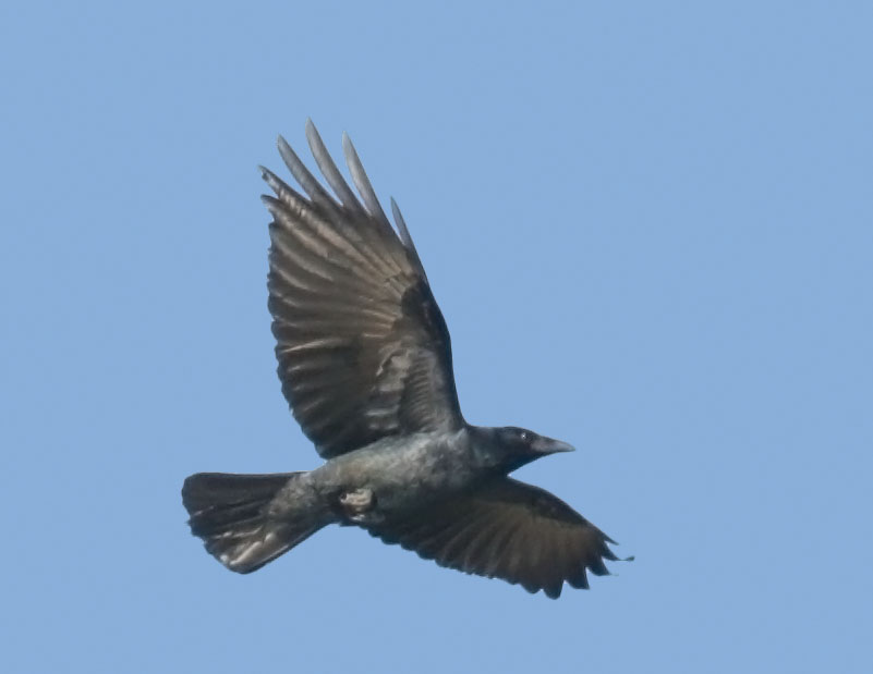 Fish Crow, 3/21/08, Tampa Bay, FL