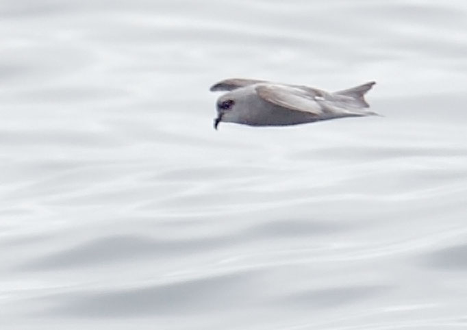 Fork-tailed Storm-Petrel