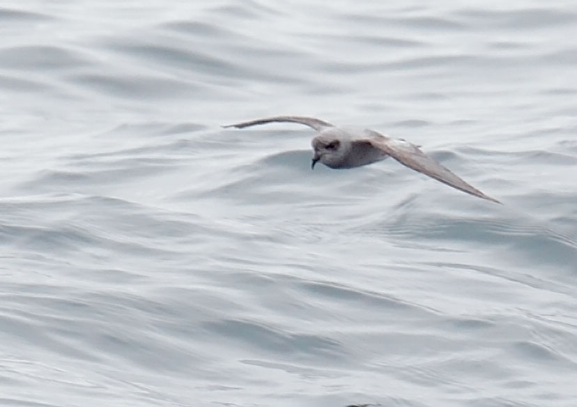 Fork-tailed Storm-Petrel