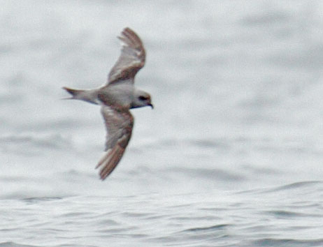 Fork-tailed Storm-Petrel