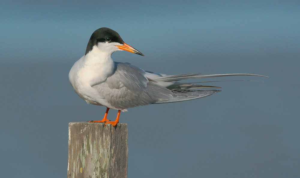 Forster's Tern, 5/31/05, Shoreline Park, Mountain View