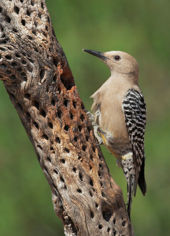 Gila Woodpecker, female, 4/18/09, Pond at Elephant Head, Chino Canyon, AZ
