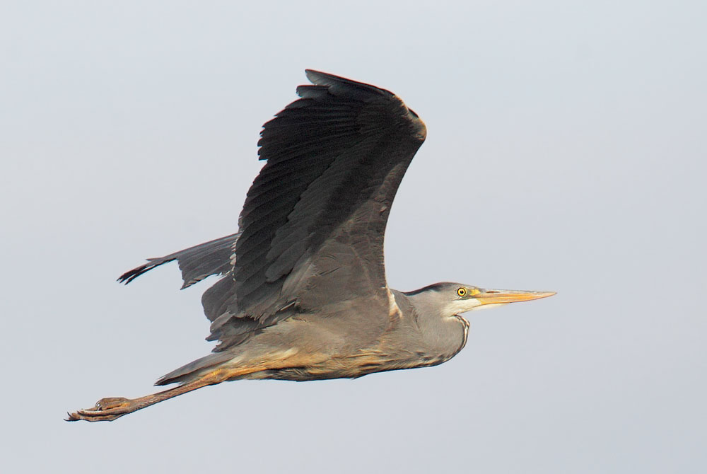 Gray Heron, flying, 5/6/11, Regent's Park, London