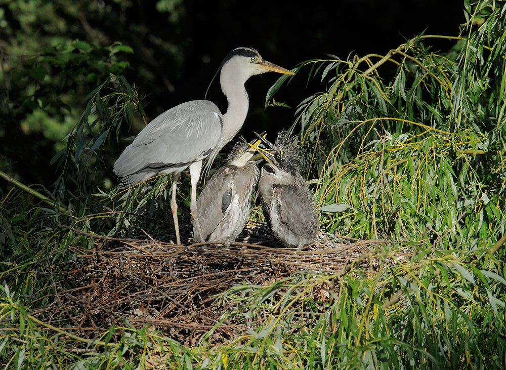 Gray Heron at nest, with two chicks, 5/14/11, Regent's Park, London