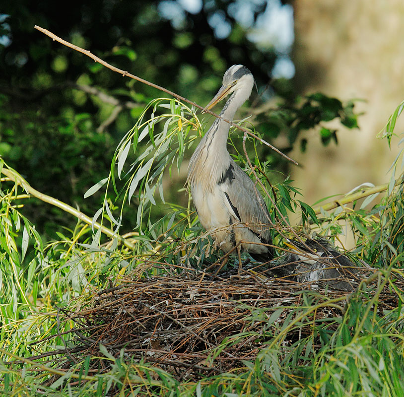 Gray Heron, with chick, adding to nest, 5/9/11, Regent's Park, London