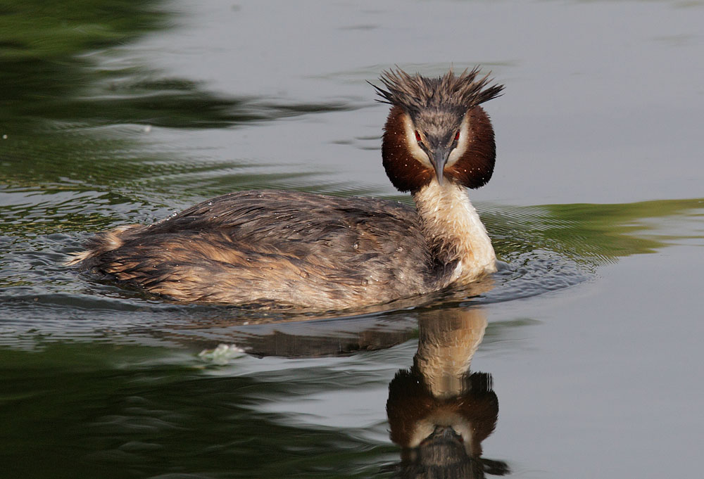 Great Crested Grebe, breeding plumage, 5/6/11, Regent's Park, London