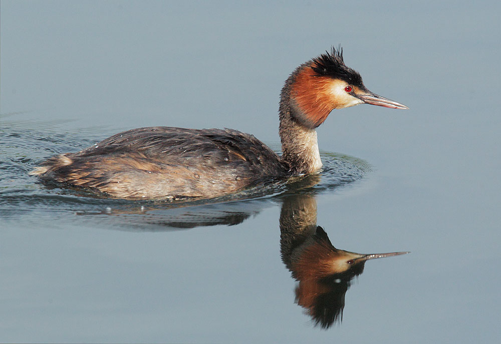 Great Crested Grebe, breeding plumage, 5/6/11, Regent's Park, London