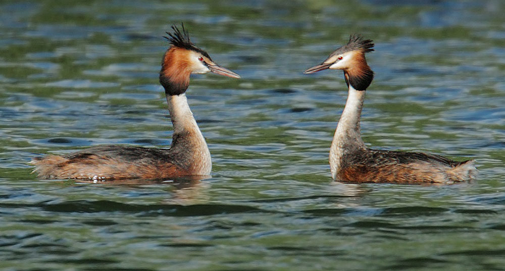 Great Crested Grebes, courting pair, 5/14/11, Regent's Park, London