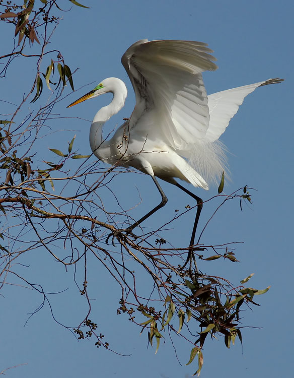 Great Egret, adult breeding, 4/24/04, Palo Alto Baylands