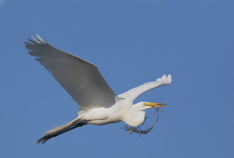 Great Egret, carrying nesting material, 7/17/06