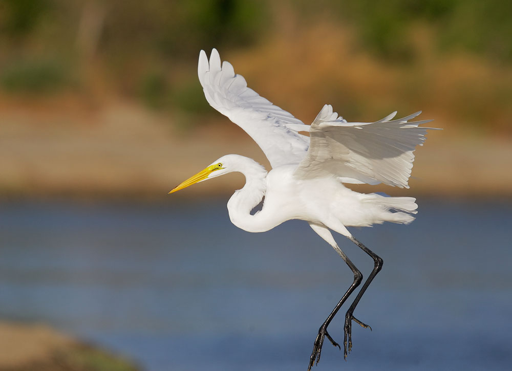 Great Egret, landing, 8/29/08, Shoreline Lake, Mountain View