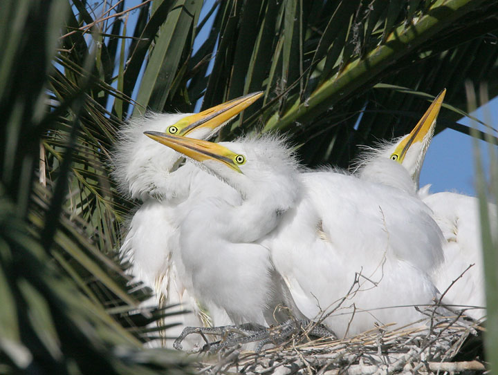 Great Egrets, nestlings, 7/9/05, Palo Alto Baylands