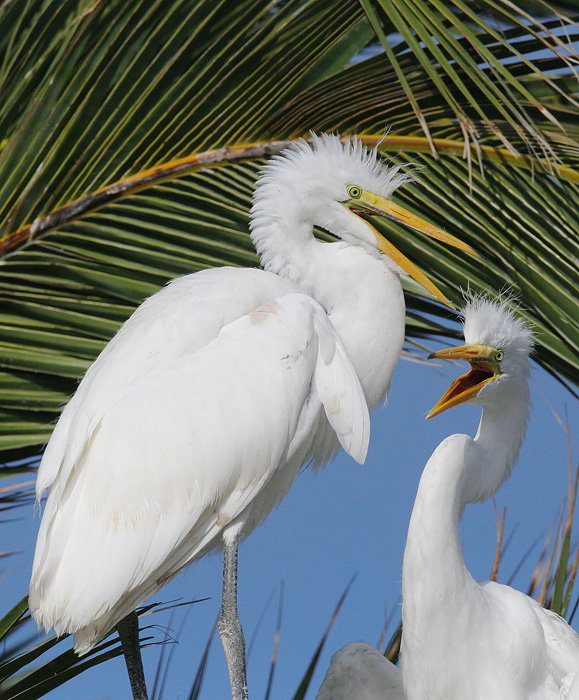 Great Egrets, juveniles, 7/13/06, Palo Alto Baylands