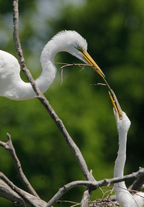Great Egrets, pair courting, 4/15/08, Smith Oaks, High Island, TX