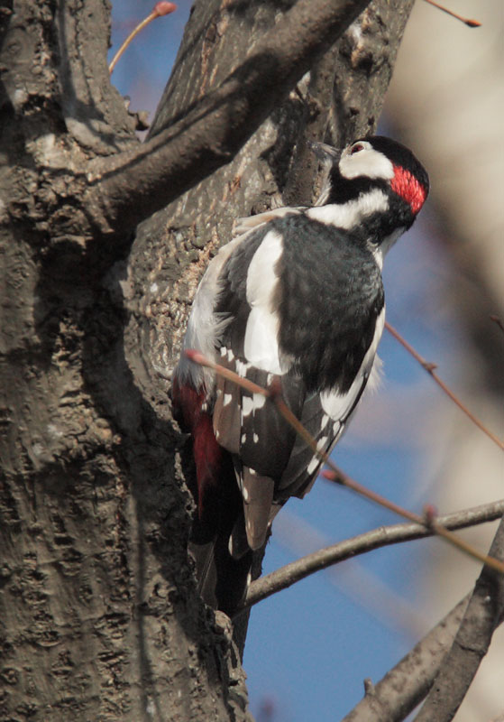 Great Spotted Woodpecker, 12/20/09, Clissold Park, London, UK