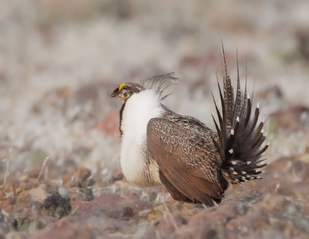 Greater Sage Grouse, male displaying, 3/24/10, Shaffer Lek, near 1-395 north of Susanville, Lassen Co