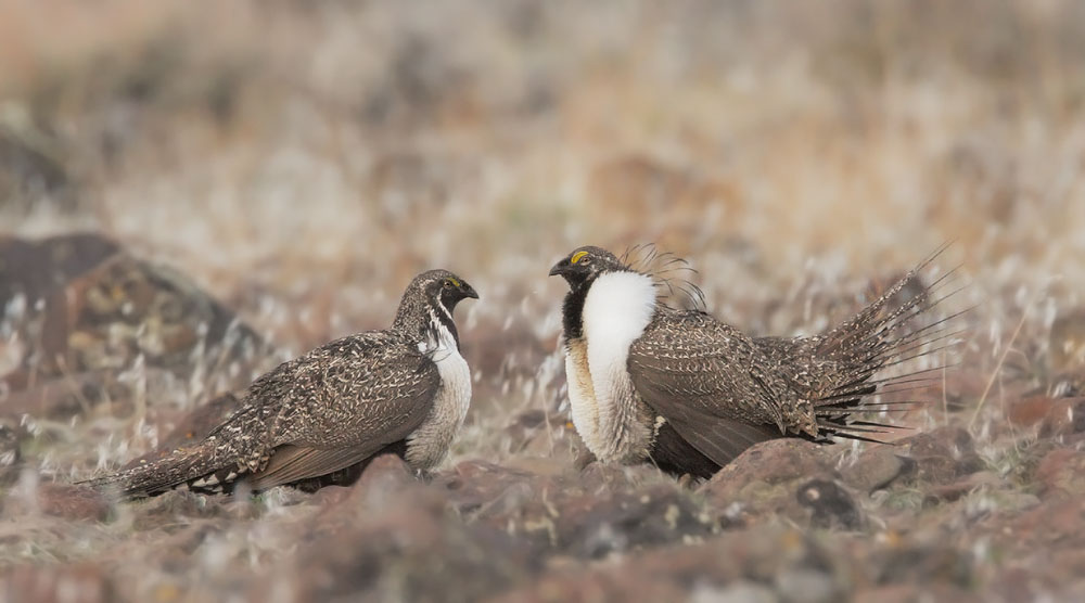 Greater Sage Grouse, males displaying, 3/24/10, Shaffer Lek, off I-395 north of Susanville, Lassen Co
