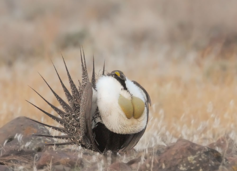 Greater Sage Grouse, male displaying, 3/24/10, Shaffer Lek, off I-395 north of Susanville, Lassen Co