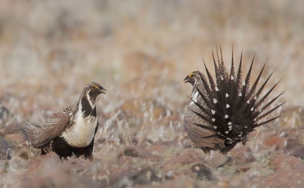 Greater Sage Grouse, males displaying, 3/24/10, Shaffer Lek, near Susanville, Lassen Co