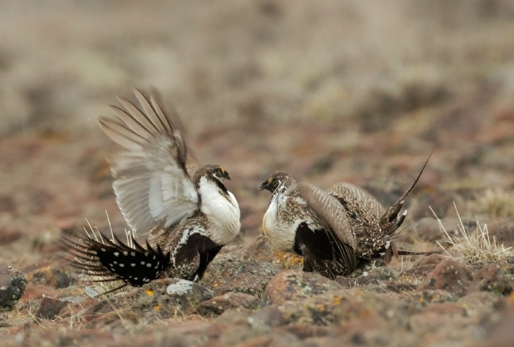 Greater Sage Grouse, males facing off, 3/12/11, Shaffer lek, near Susanville, Lassen Co