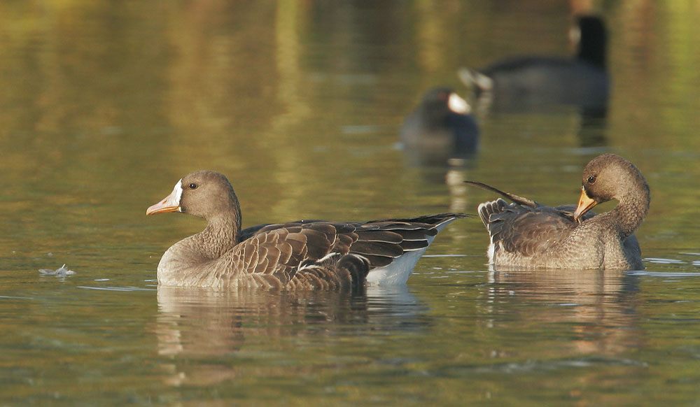Greater White-fronted Geese