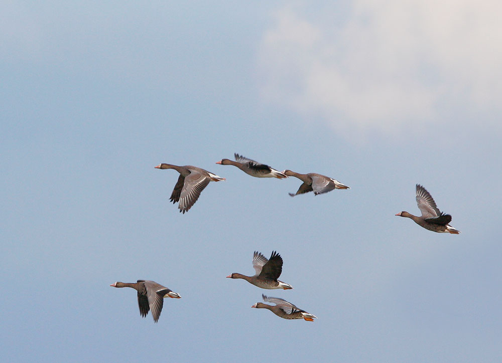 Greater White-fronted Geese