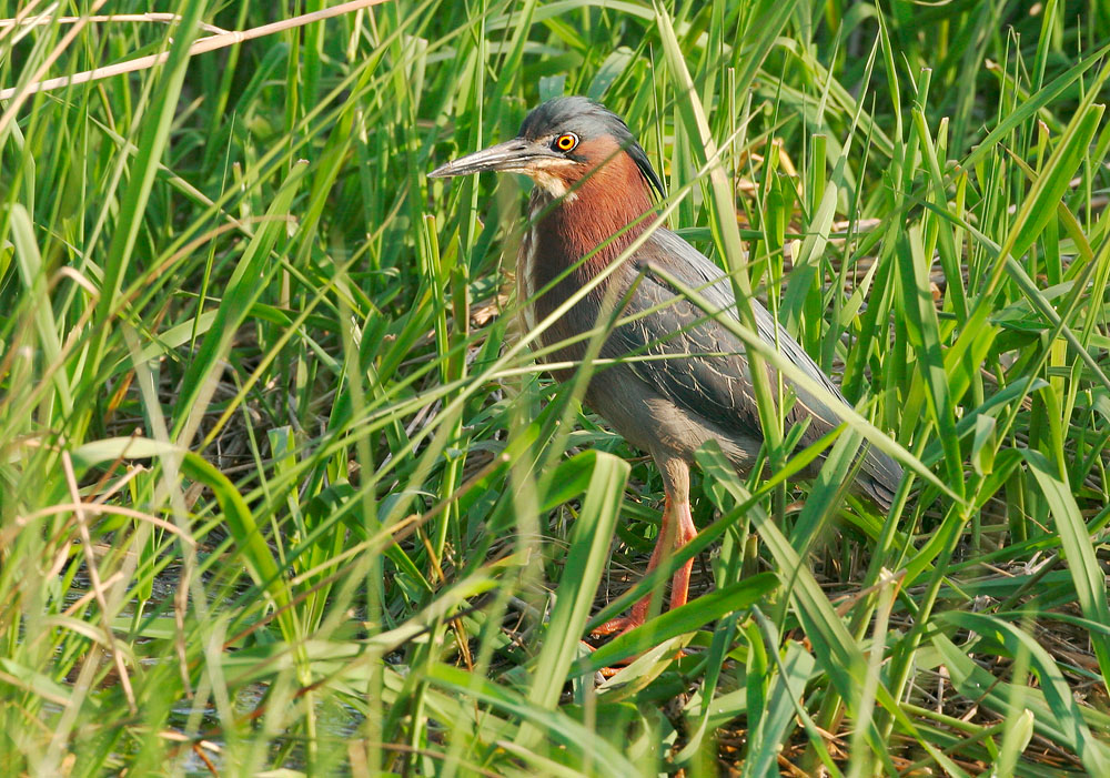 Green Heron, 5/11/05, Daniel Webster Preserve, Marshfield, MA
