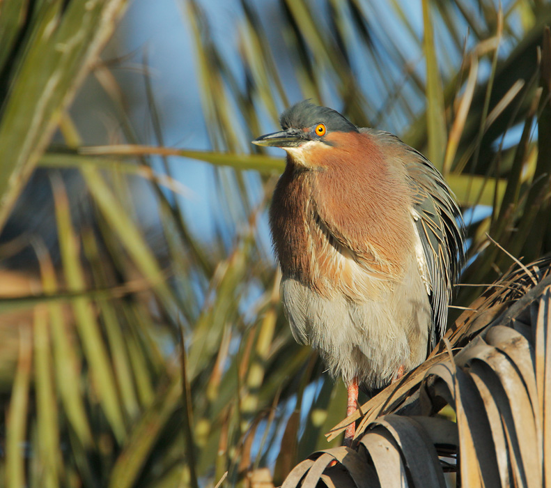 Green Heron, 3/10/07, Palo Alto Baylands