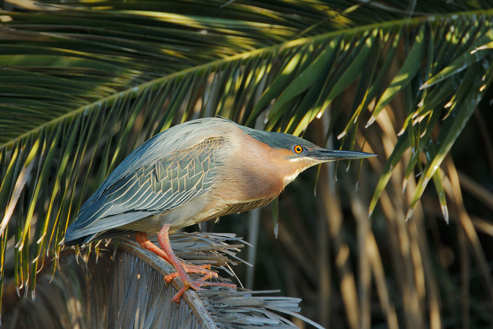 Green Heron, 3/10/07, Palo Alto Baylands