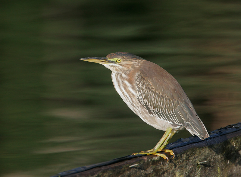Green Heron, juvenile. 11/24/06, Oka Ponds, Los Gatos